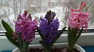 Март/Снегири за окном/Гиацинты цветут