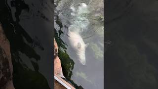 Timothy the hippo is an expert diver! 🦛🌊 #animals #cuteanimals #shorts