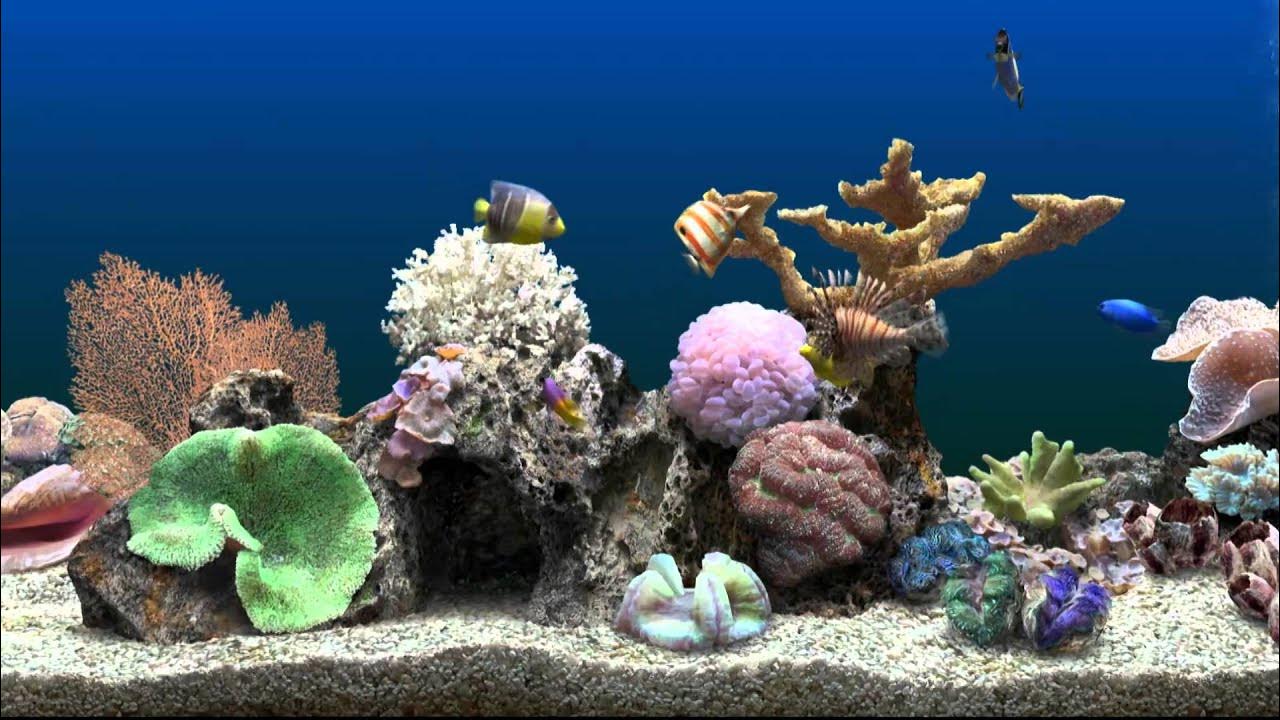 Marine Aquarium Virtual Fishtank - YouTube