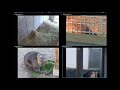 五月山動物園ウォンバットてれび ライブカメラ Wombat Live Stream