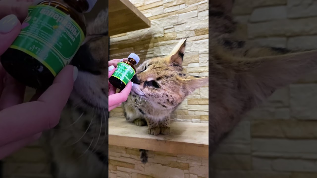 Реакция сервала Одина на валерьянку 🙀