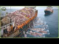 The World’s Biggest Catch - How Fishermen Haul 98 Million Tons of Seafood Each Year Mp3 Song