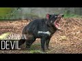 TASMANIAN DEVIL — Aggressive Nightmare with eerie screams