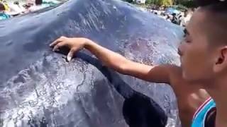 Worlds Biggest Whale Fish on Beach