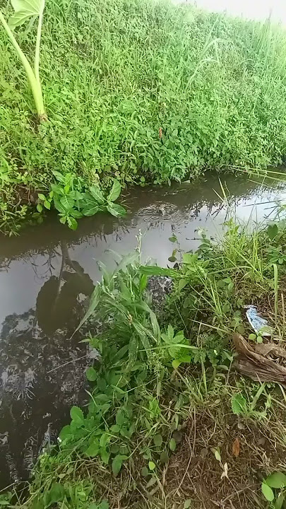 Di bawah rumput ‼️ #mancing #fishing #sittingonthedockofthebay #ikan #ihavethisthingwithplants