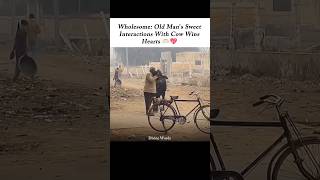 This Old Man & Cows Love Is Pure D