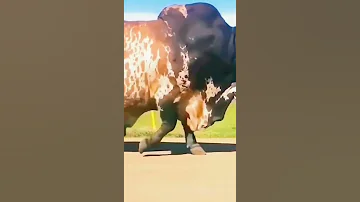 بقرة ضخمة سبحان الله 