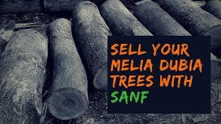 Melia Dubia | Malabaru Vepa Neem Marketing & Cutting