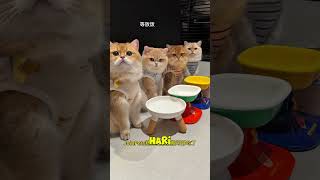 Geng Bulu Part 11 #kucinglucu #nizamkucinglucu #funnycats #shortcat #kucingcomel