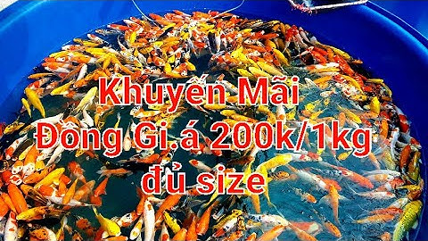 Cá Chép Koi khuyến mãi Đồng Giá - Cá koi đủ màu sắc