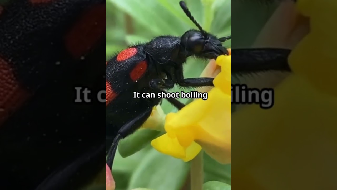 Shocking insects facts you don’t believe 