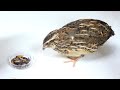 家の中で発生した害虫をウズラに退治してもらう 