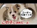 パピーコーギーブリーダーさんの犬舎に見学1匹来月迎える事になりました。車中泊出発前の準備