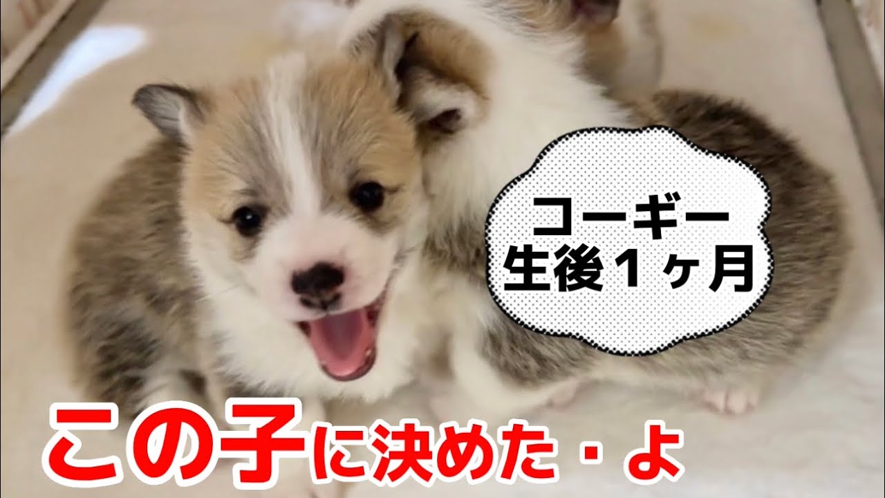 パピーコーギーブリーダーさんの犬舎に見学１匹来月迎える事になりました。車中泊出発前の準備