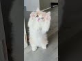 Funniest animals 2023  funniest cats and entertainment hub