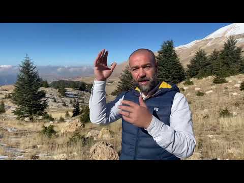 Everything About "CEDAR TREES" of Lebanon (Cedrus libani) with Expert Charbel Tawk from Arz el Rabb