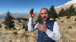 Everything About 'CEDAR TREES' of Lebanon (Cedrus libani) with Expert Charbel Tawk from Arz el Rabb