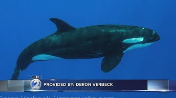 Rare killer whale footage captured in HI