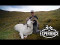 Char Catlin&#39;s Dall Sheep EXPERIENCE! “Age is just a Number”