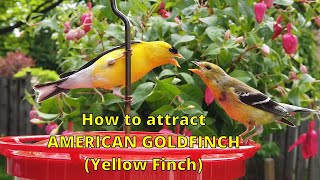 How to attract American Goldfinch (Yellow Finch)