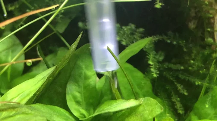 AquaAdvice: [THE COOLEST PEST] No Cost Elimination of Hydra From Your Tank - Chemical Free