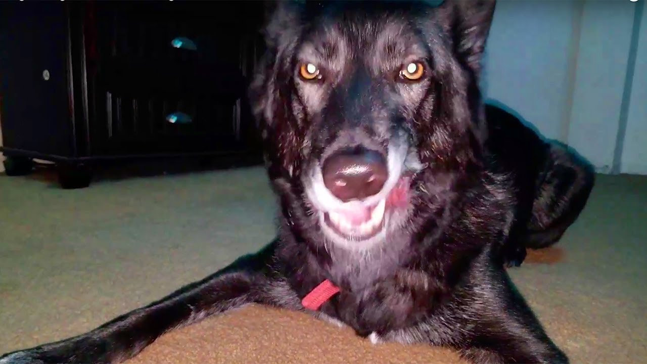 pets and animals for sale Wolfdog Eating Raw Chicken Thigh