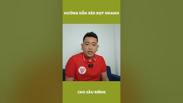 Hướng dẫn kéo đọt nhanh cho sầu riêng | Nông Nghiệp Tây Nguyên TKA