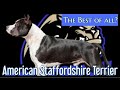 Der american staffordshire terrier  dieser hund sollte zu den besten zhlen