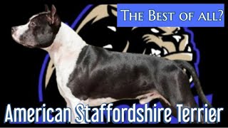 Der American Staffordshire Terrier - Dieser Hund sollte zu den besten zählen by DOG SPECIAL 4,165 views 1 month ago 25 minutes