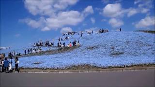 20170423 国営ひたち海浜公園 ネモフィラの丘 秋風春風 ネモフィラの丘 検索動画23 20170423 国営ひたち海浜公園 ネモフィラの丘 秋風春風 ネモフィラの丘 検索動画 23