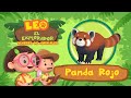 Panda Rojo (Español) - Libera un olor cuando está asustada! | Animación - Familia - Niños