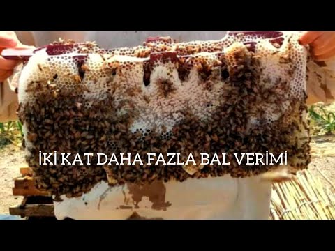 IZGARASIZ BU SİSTEM İLE 2 KAT DAHA FAZLA BAL ALICAKSINIZ #beekeeping #kovan #arıcılık #petek  #bee