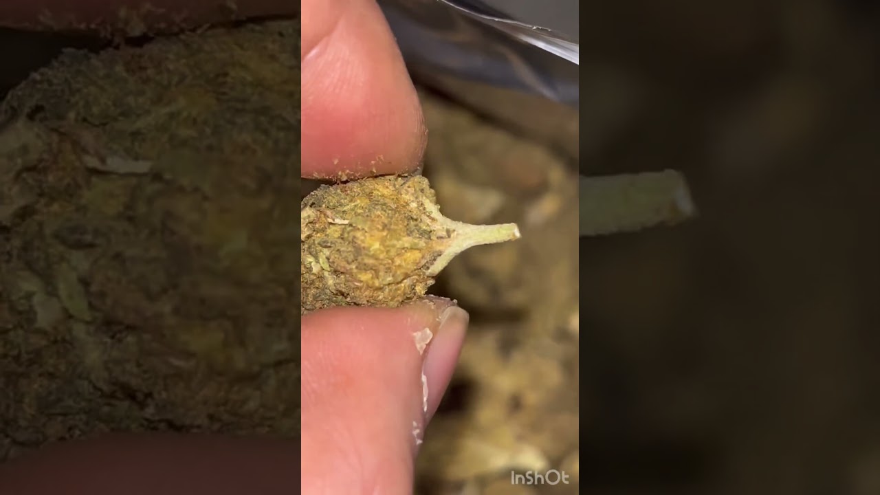 Thcasmallbuds chocolope 90$ 1/2 lb