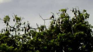 Bats waking up in the Botanical Gardens Sydney.AVI