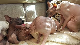 What's Is Like To Have Eight Sphynx Cats 🐾 Cute Cats by Liukaa Balk`s 3,508 views 1 year ago 2 minutes, 5 seconds