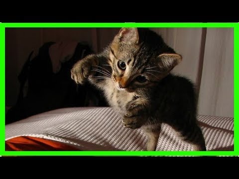 Video: Landen Katzen immer auf allen Vieren?