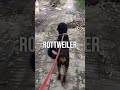 Best Training Leash for Large Dogs 🐕🦺 Anti-Slip Control Tested! #thek9store