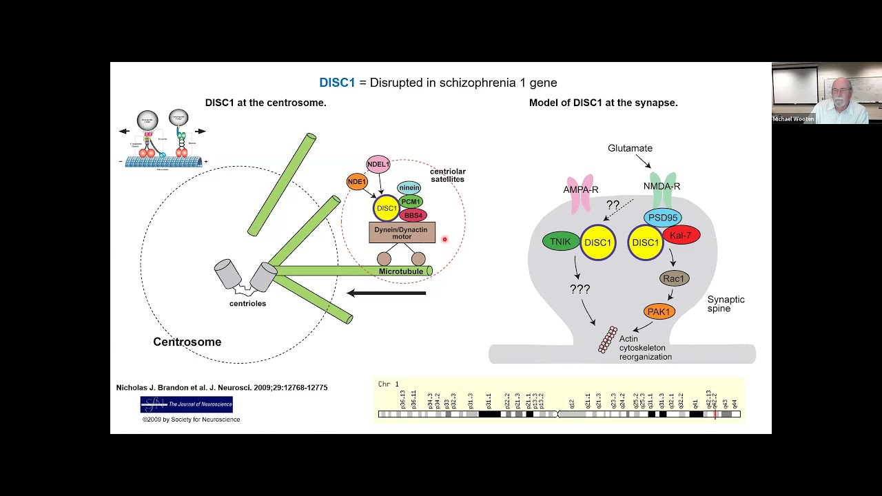 HG Behavior - Schizophrenia 1