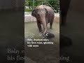 Baby elephant takes his first swim, splashing with mom