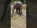 Baby elephant takes his first swim, splashing with mom