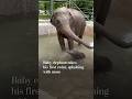 Baby elephant takes his first swim, splashing with mom