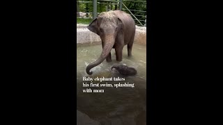 Baby elephant takes his first swim, splashing with mom