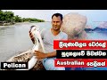 The pelican bird | alone in Trincomalee beach Sri Lanka