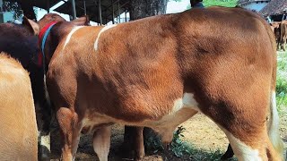 Calon 1 Ton  Simental Super Harga Murah Meriah  Pasar Sapi Babat Lamongan 