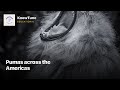Pumas across the Americas | #Shorts