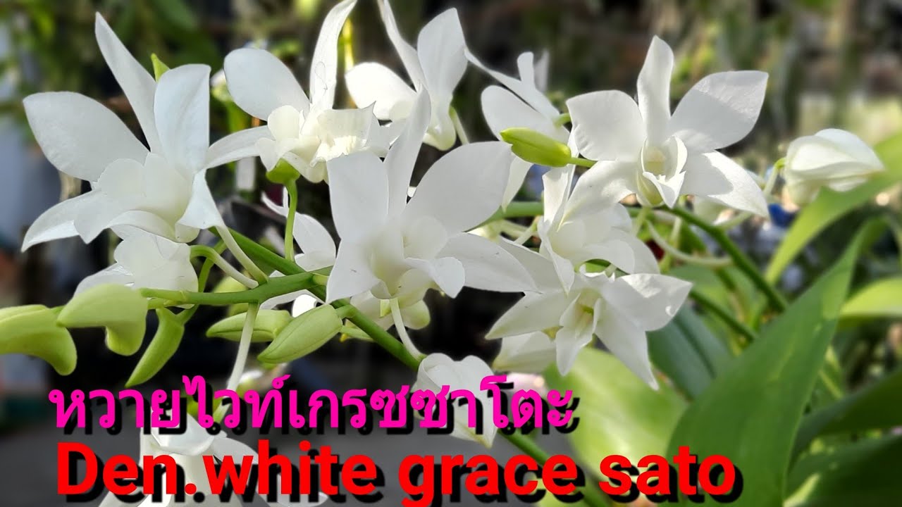 หวายไวท์เกรซซาโตะ Den.white grace sato ลูกผสมหวายหนามปาปัวนิวกินี เลี้ยงง่าย ให้ดอกเก่ง