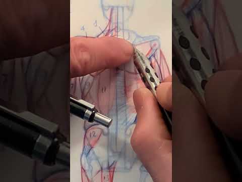 Understanding Muscle Structure: