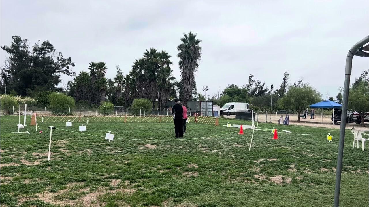 rally-novice-rally-dog-agility-course-dog-training-obedience