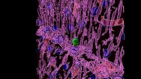 CD4 T lymphocytes presence revealed in the healthy mouse brain