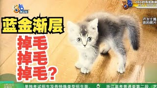 【1818黄金眼】“鸢阁”买猫记“蓝金渐层”怎么回事